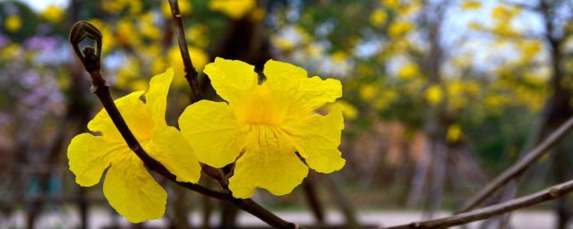 风铃花醒花要领 风铃花怎么醒花