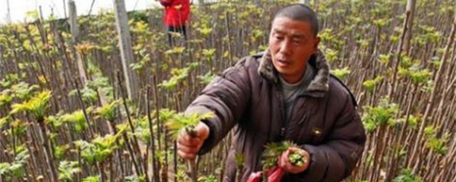 香椿芽的种植方法 香椿芽如何种植
