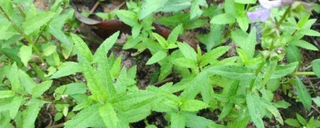 螺丝菜的种植办法 螺丝菜怎么种植