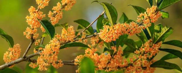 冬季桂花盆栽多久浇水 如何在冬季给桂花盆栽浇水