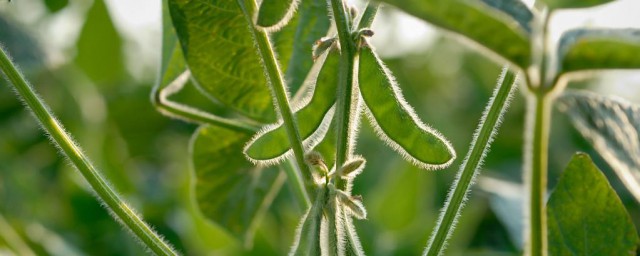 春大豆种植时间和方法 春大豆栽培方法分享