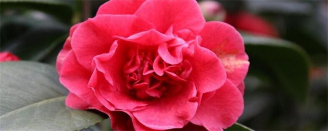 山茶花树的养殖方法 山茶花的养殖方法介绍