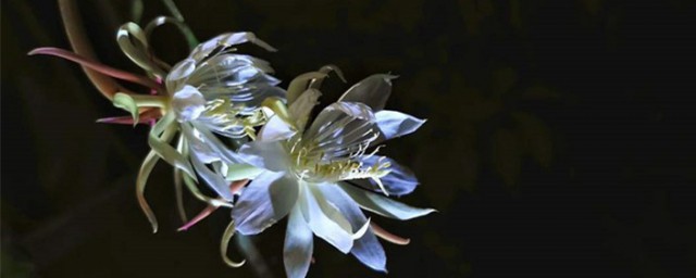 昙花如何养殖要领 昙花怎样养好