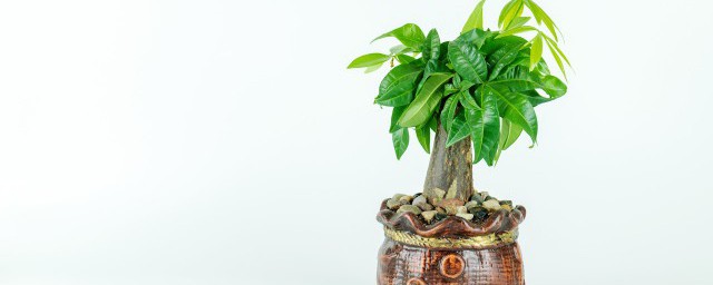 花卉发财树的养殖办法 如何养殖发财树