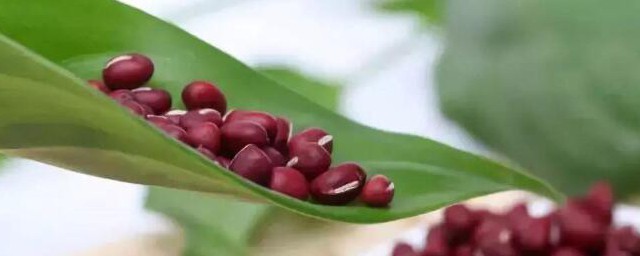 红豆怎么养 红豆的养殖方法
