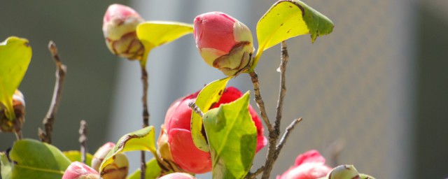 山茶花的养殖养护办法 山茶花的养殖办法