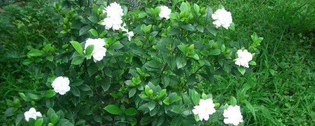 枝枝花的养殖办法 准确养护枝枝花流程