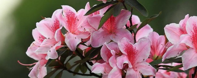 杜鹃花养殖办法和注意事项 杜鹃花如何养殖呢和注意事项简介