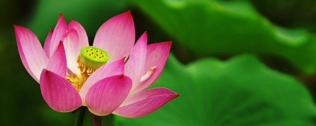 水生荷花怎样养殖办法 水生荷花养殖技巧简介