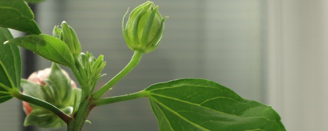 重瓣扶桑花的养殖方法 扶桑花的养殖方法