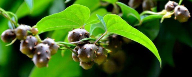 山药豆的盆栽养殖方法 山药豆盆栽怎么种