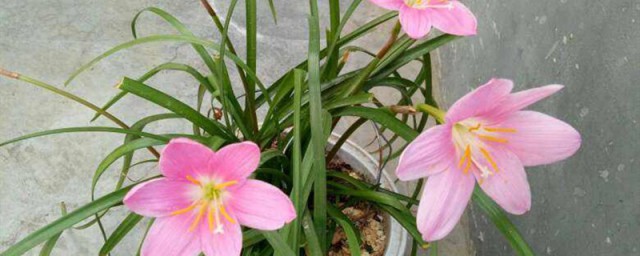 韭菜兰的养殖方法 韭菜兰花的养殖方法