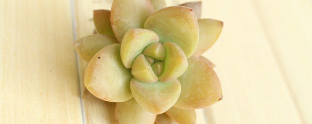 黄丽的养殖方法 黄丽怎么养