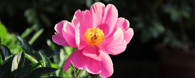 芍药的养殖要领和注意 芍药如何养殖