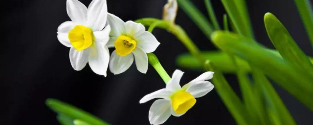 水仙花土培的养殖技巧 怎么土培养殖水仙花