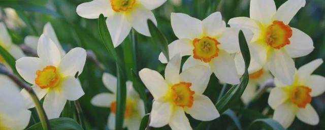 水仙花种植技巧 怎样养殖水仙花