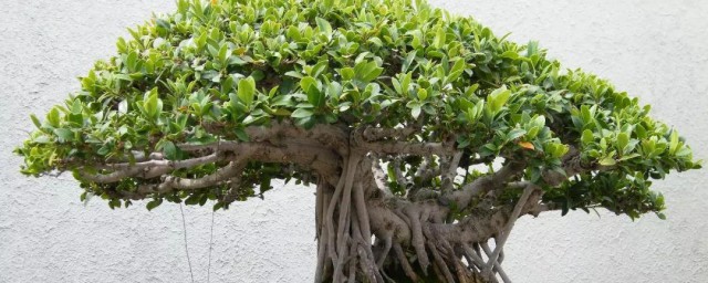 榕树盆景养殖方法和注意事项 如何养殖榕树盆景