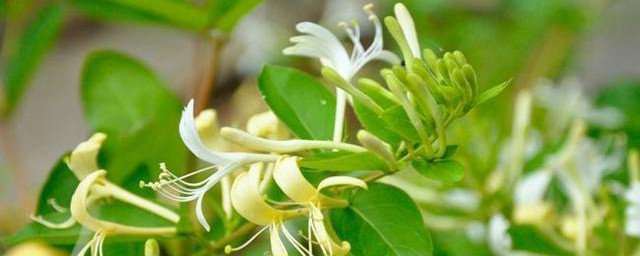 金银花的养殖方法盆栽 金银花盆栽养殖方法和注意事项