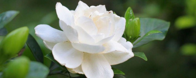 迷你栀子花的养殖方法 怎么养殖迷你栀子花