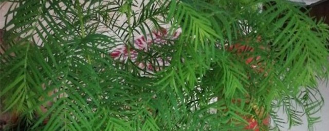 水杉盆景养殖方法 如何养殖水杉