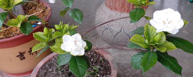 枙子花的养殖要领 枙子花的养殖方式简介
