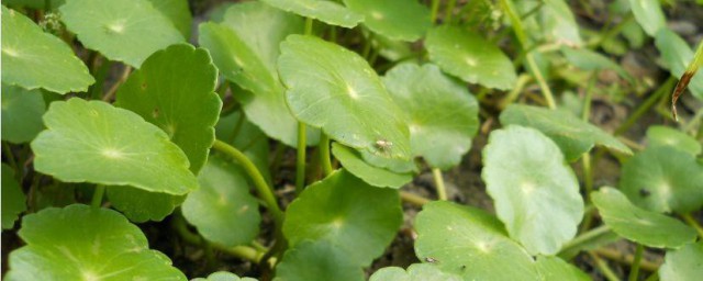 香菇草的养殖方法 香菇草怎么养殖