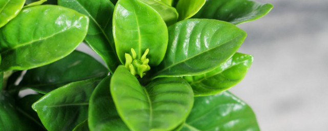 冬季栀子花的养殖要领 冬季栀子花的养护方式