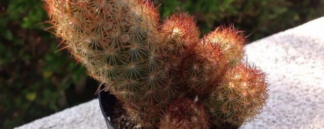 金手指植物的养殖方法 金手指怎么养