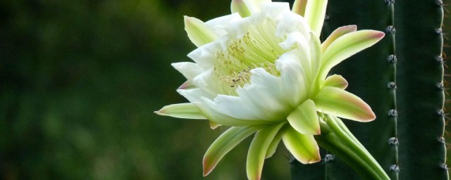 国王花养殖方法 国王花如何养