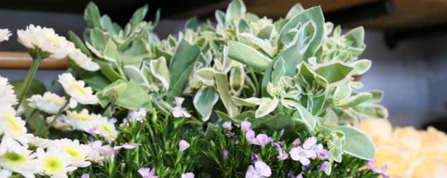蕊香花怎么养殖方法 蕊香花如何养殖