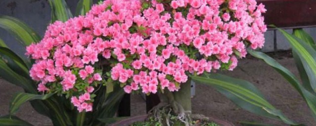 花卉杜鹃养殖方法 杜鹃养花如何养殖