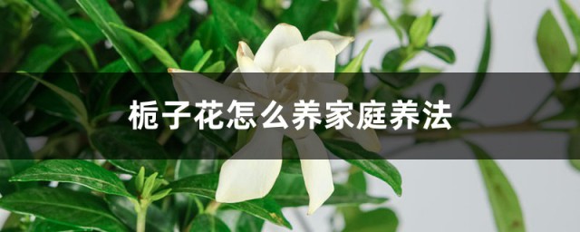 家庭扼子花的养殖方法 家庭扼子花如何养殖