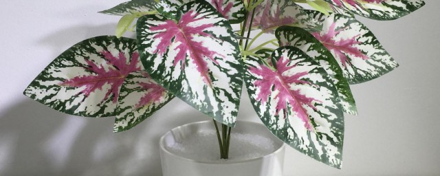 粉芋的养殖要领 粉芋如何养