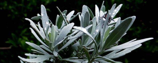 雪艾养殖要领 雪艾怎样养殖