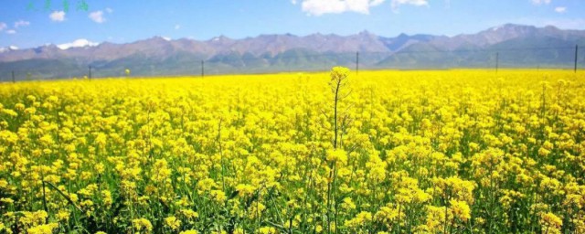 门源油菜花什么时候开 门源油菜花开的时间