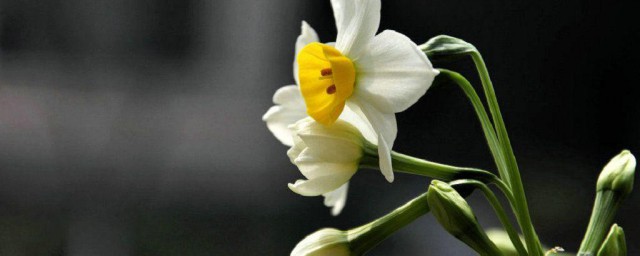 水仙花几点开花 水仙花每日几点钟开花