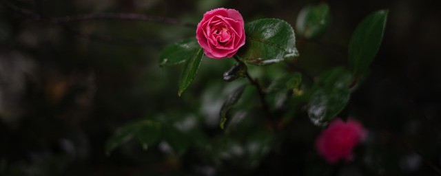 四季杜鹃茶花养殖技巧 四季杜鹃茶花种植办法