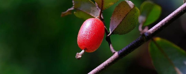 胡颓子果实能吃吗 能不能吃胡颓子果实