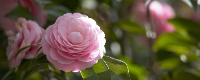 茶花有毒吗 关于茶花有没有毒简介