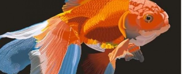 金鱼为什么都浮在水面上的张着嘴呼吸 金鱼都浮在水面上的张着嘴呼吸的原因
