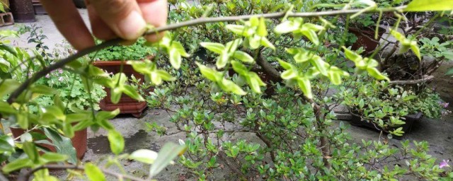 金弹子掉花苞咋回事 金弹子掉花苞介绍