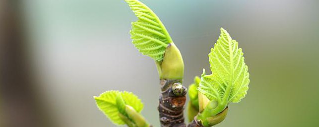 春芽树的种植办法 春芽树怎样种植