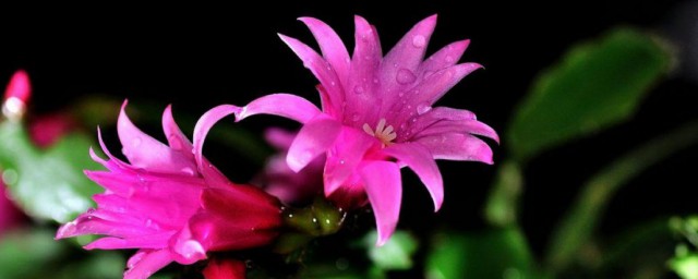 荷兰莲花怎么养殖方法 荷兰莲花正确养护步骤