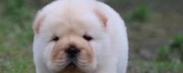 松狮犬为什么忠心 为什么松狮犬忠心