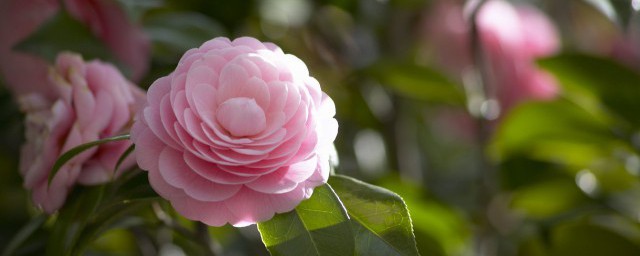 茶花春天如何养 茶花春天如何养