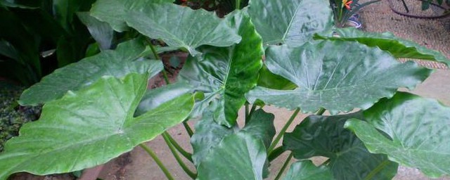 萨利安海芋种植技巧 萨利安海芋种植办法是什么