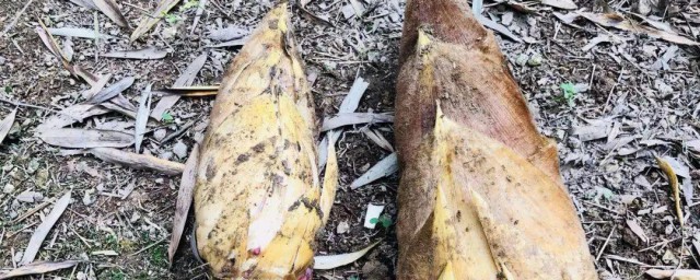 挖笋技巧与方法老经验 挖笋的老经验