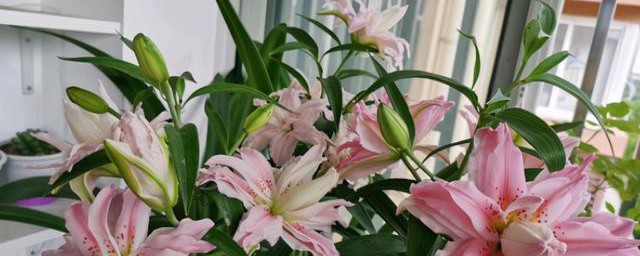 百合花的种植和养殖要领 百合花如何养种植和养护呢