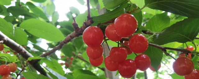 一年生樱桃树怎样修剪 一年生樱桃树如何修剪