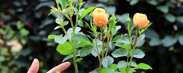 月季花多久施肥一次 月季花施肥时间